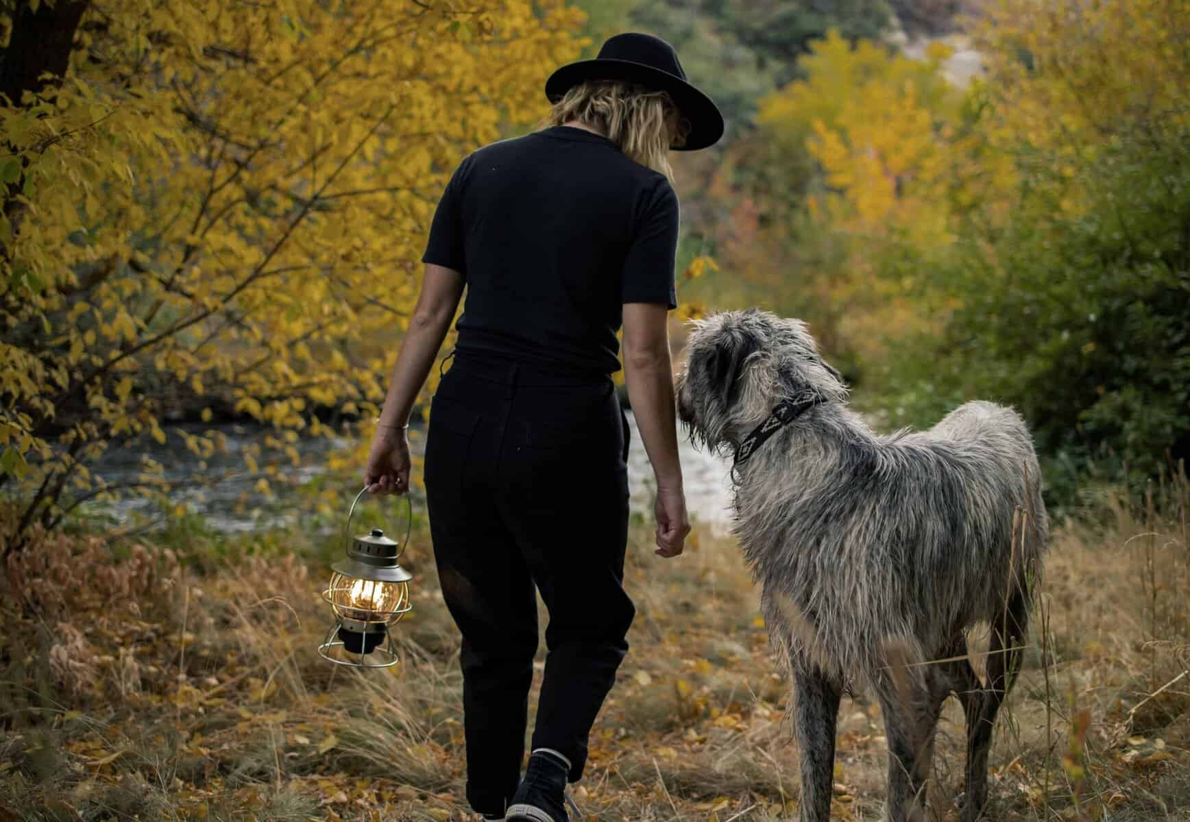 Stürmischer Begleiter, Hund in Herbst-Waldlandschaft, Spaziergang bei Sonnenuntergang, Naturerlebnis mit Hunden, outdoor, Herbstfarben, Wandern mit Hund, Teampower, Naturabenteuer, GoldFerse.