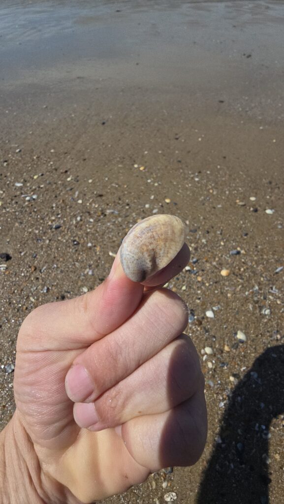 Amerikanische Pantoffelschnecke