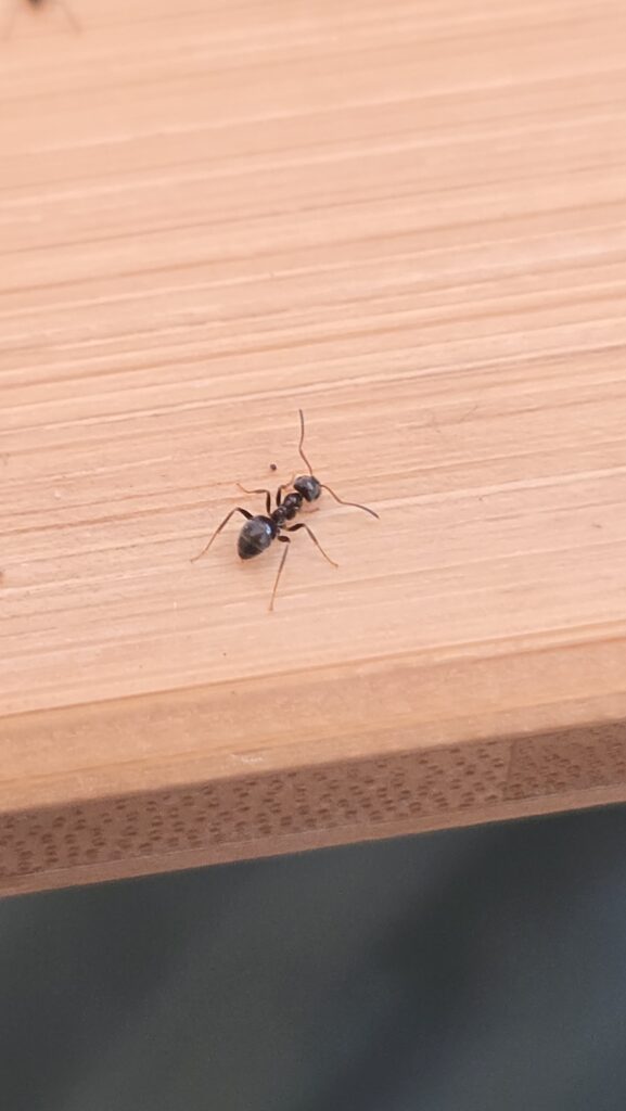 Zweifarbige Wegameise