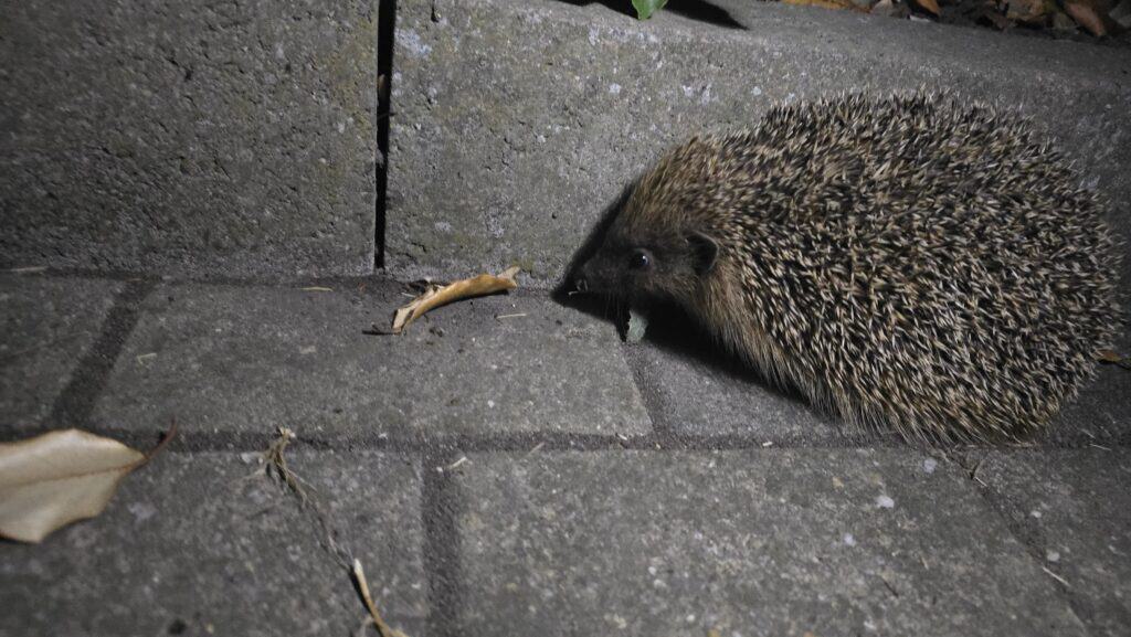 Europäischer Igel