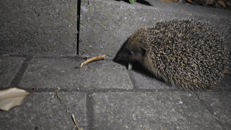 Europäischer Igel – GoldFerse-Sichtung