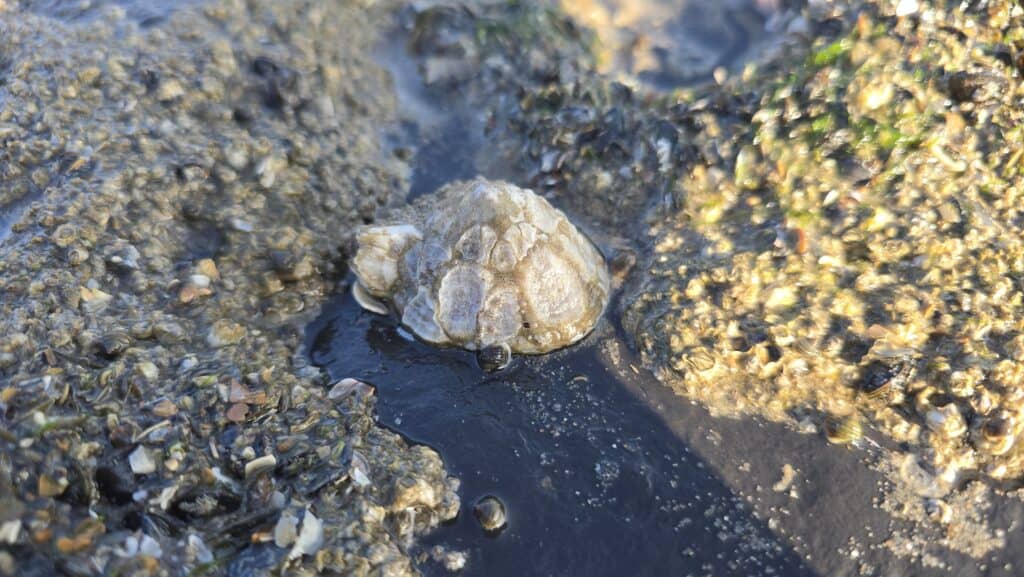 Gemeine Napfschnecke