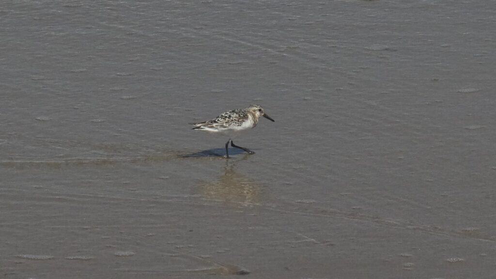 Sanderling