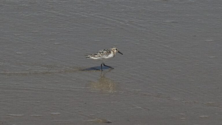 Sanderling – GoldFerse-Sichtung