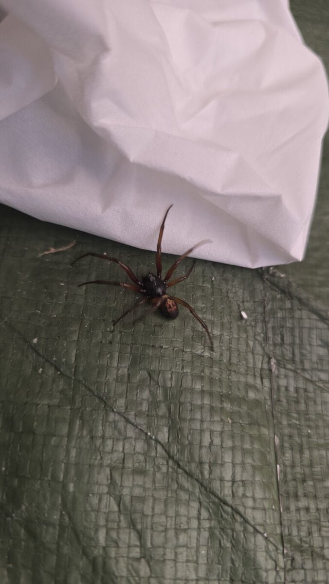 Steatoda nobilis – GoldFerse-Sichtung