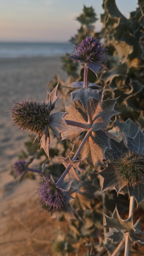 Stranddistel