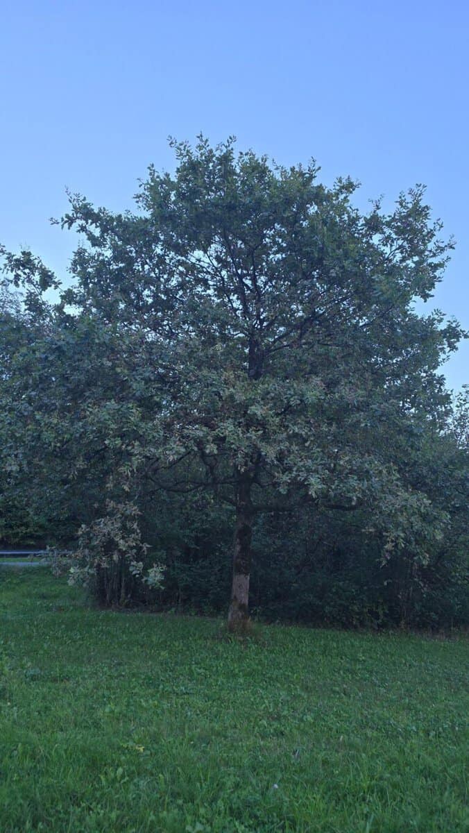 Deusche Eiche – GoldFerse-Sichtung
