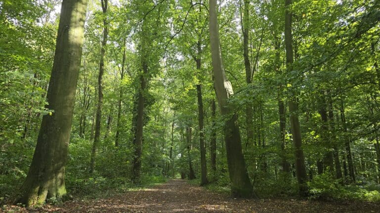Waldweg bei Heiden mit grünen Bäumen und Sonnenlicht, ruhige Naturkulisse für Natur- und Wanderliebhaber.