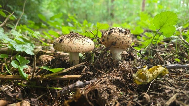 Spitzschuppigen Stachelschirmlings – GoldFerse-Sichtung