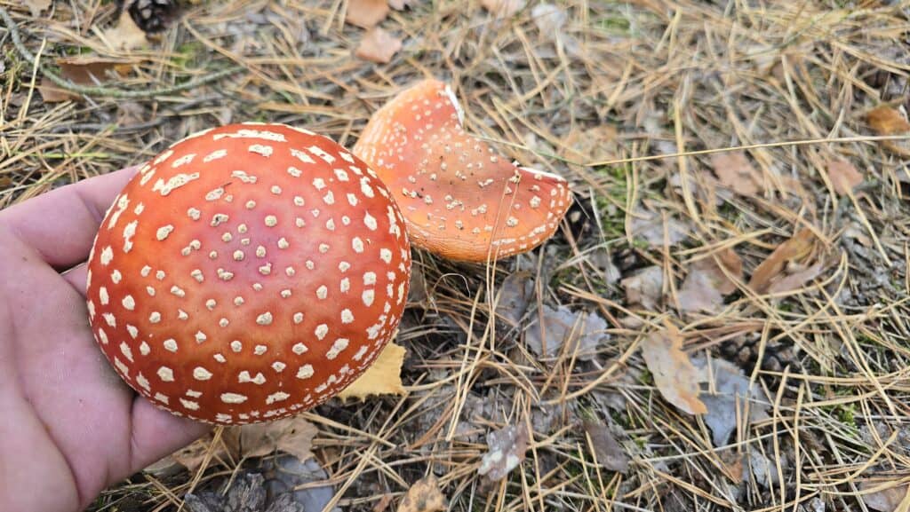 Fliegenpilz am Wegesrand – Giftpilz, Glückssymbol und Wesen der alten Geschichten